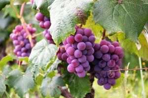 "The exceptional has become the norm": climate warming has accelerated the grape harvest